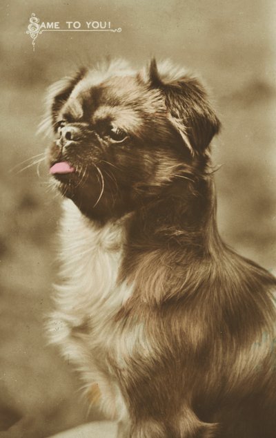 Hund som stikker ut tungen (farget bilde) av English Photographer