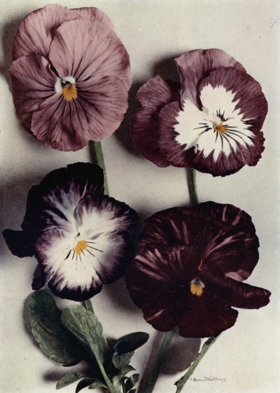 Fancy Violas, Louie Granger, fru Chichester, Kate Houston og hertugen av Argyle (fargefoto) av English Photographer