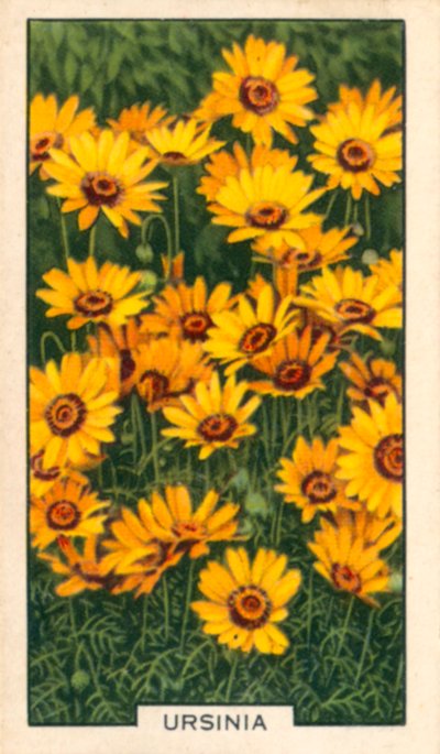Hageblomster: Ursinia (fargebilde) av English Photographer