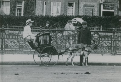 Geittrukket transport av English Photographer