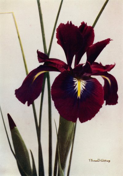 I Xiphioides eller Anglica, en typisk hageform (fargefoto) av English Photographer