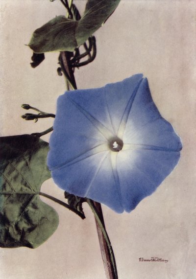 Ipomoea Rubro-Coerulea (fargebilde) av English Photographer