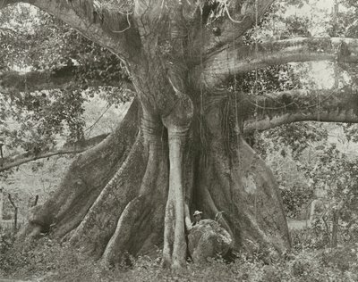 Jamaica: Tom Cringles bomullstre, Spanish Town Road (s/h-bilde) av English Photographer