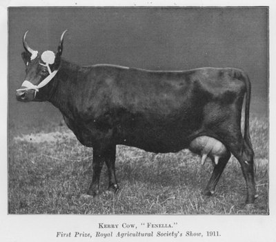 Kerry Cow, Fenella, førstepremie, Royal Agricultural Society's Show av English Photographer