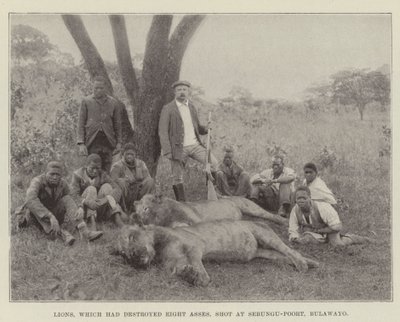 Løver, som hadde ødelagt åtte esler, skjøt ved Sebungu-Poort, Bulawayo av English Photographer
