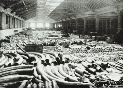London Docks: elfenbenslager, 1895 av English Photographer