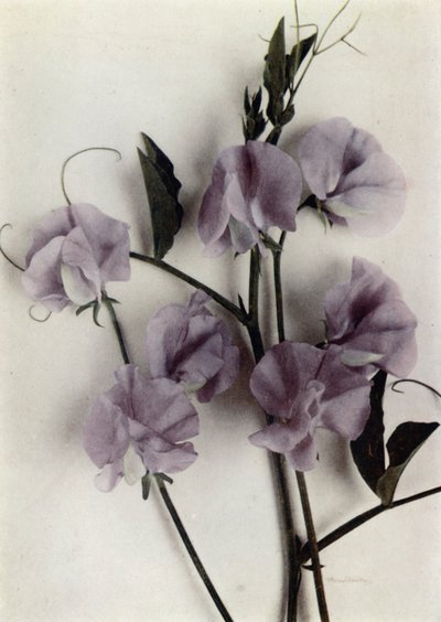 Mesterverk (fargefoto) av English Photographer