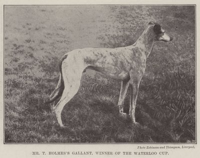 Mr T Holmess Gallant, vinner av Waterloo Cup av English Photographer