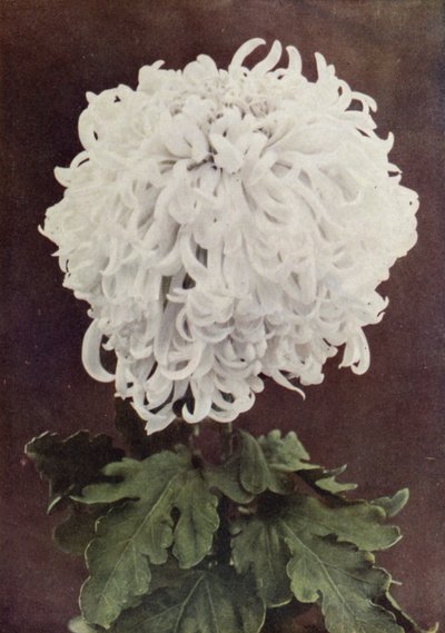 Fru Gilbert Drabble (fargefoto) av English Photographer