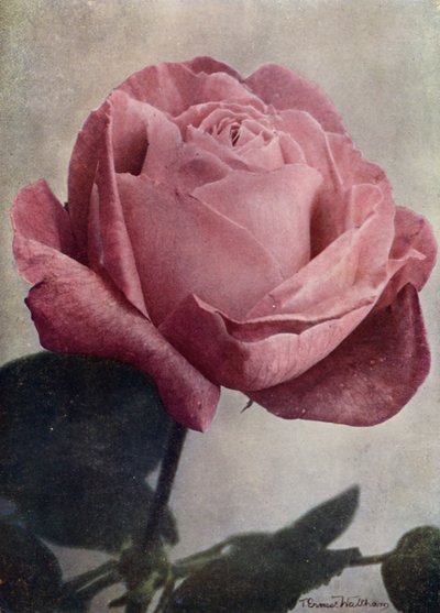 Fru John Laing (HP) (fargefoto) av English Photographer