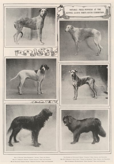 Bemerkelsesverdige prisvinnere på Kennel Clubs førti-sekste utstilling av English Photographer
