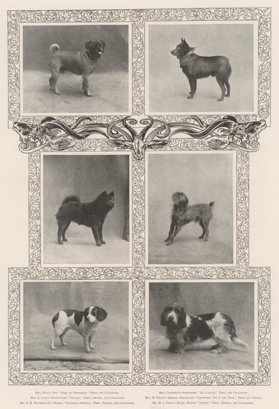 Bemerkelsesverdige prisvinnere på Kennel Clubs førti-sekste utstilling av English Photographer