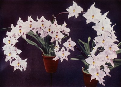 Odontoglossum Crispum (fargebilde) av English Photographer