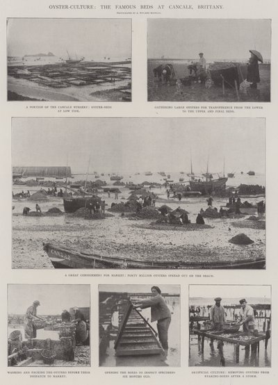 Oyster-Culture, de berømte sengene i Cancale, Bretagne av English Photographer