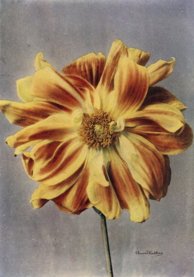 Paeoniblomstrende gelia, Geishaen (fargebilde) av English Photographer