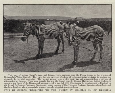 Sebrapar presentert for dronningen av Menelik II av Etiopia av English Photographer