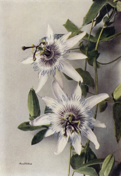 Passiflora Coerulea, Constance Elliott (fargebilde) av English Photographer