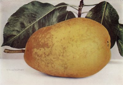 Pære, Pitmaston Duchess (fargebilde) av English Photographer