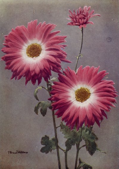 Percy Arnold (fargebilde) av English Photographer