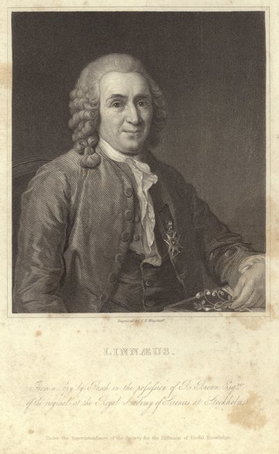 Portrett av Carl Linné av English Photographer