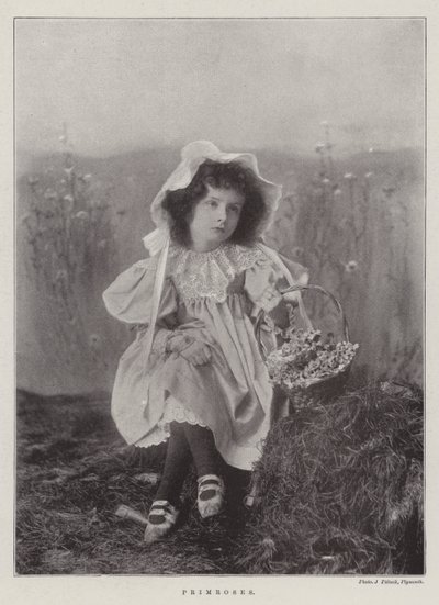 Primroser av English Photographer