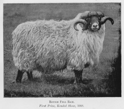 Rough Fell Ram, Førstepremie, Kendal Show av English Photographer