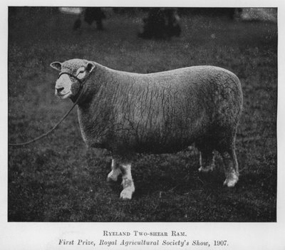 Ryeland Two-shear Ram, førstepremie, Royal Agricultural Society