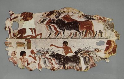 Scene som representerer kjøringen av en stor flokk med storfe, for lagerformål, på en egyptisk gård (bilde) av English Photographer