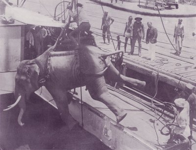 Sender en elefant, Rangoon av English Photographer