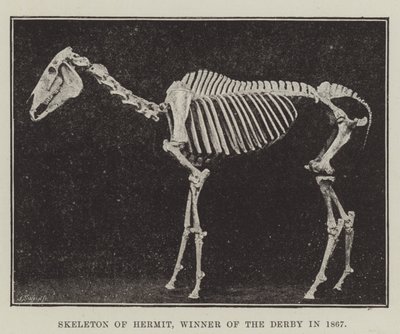 Skeleton of Hermit, vinner av derbyet i 1867 av English Photographer