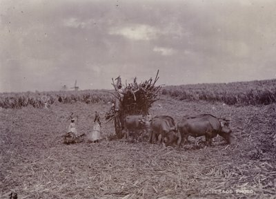Sukkerplantasje, Barbados, 1880 av English Photographer