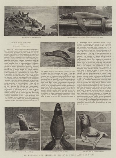 Fiskeristriden i Beringhavet, sel og sjøløver av English Photographer