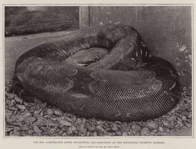 Boa Constrictor etter å ha svelget sin følgesvenn ved Zoological Societys Gardens av English Photographer