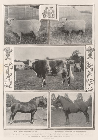 The Cattle Show i Cardiff, Royal Prize Winner og andre av English Photographer