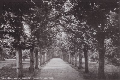 The Lime Walk, Trinity College, Oxford av English Photographer
