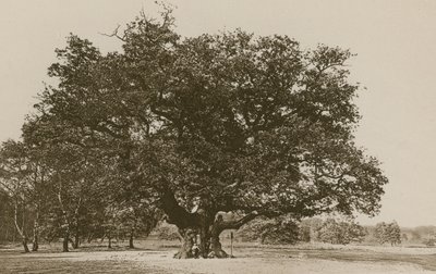 The Major Oak, Sherwood Forest av English Photographer