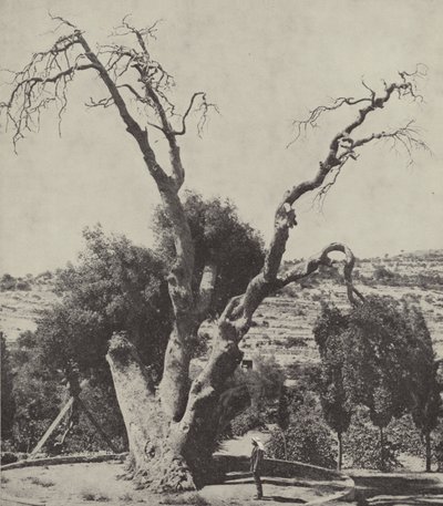 Eiken i Mamre; Abrahams Oak, hvor Abraham slo opp teltet og bygde et alter av English Photographer