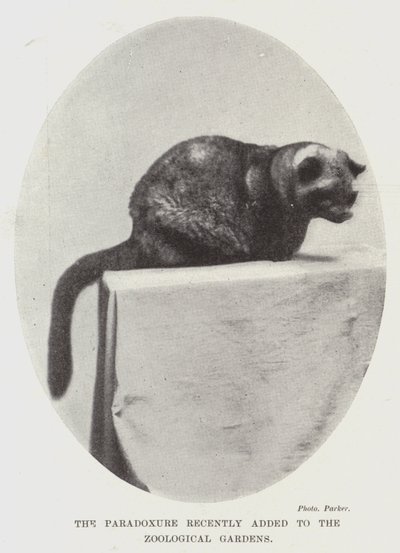 The Paradoxure nylig lagt til Zoological Gardens av English Photographer
