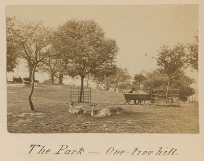 The Park - One Tree Hill, Greenwich av English Photographer