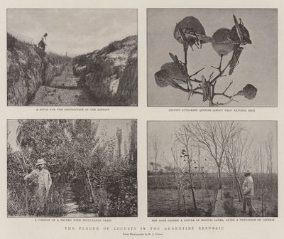 Pesten av gresshopper i den argentinske republikken av English Photographer
