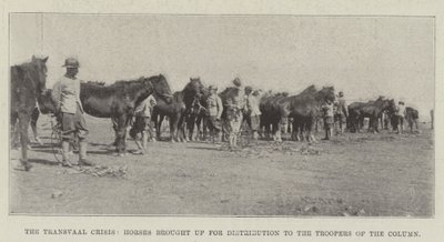 Transvaal-krisen, hester brakt opp for distribusjon til Troopers of the Column av English Photographer