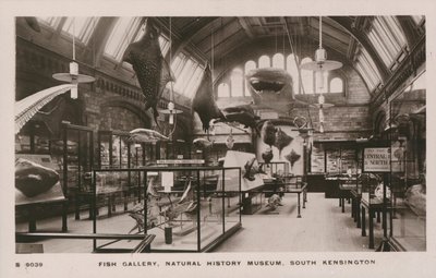 Victoria und Albert Museum, South Kensington, London, fiskegalleri av English Photographer