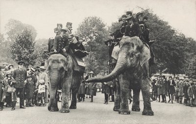 Elefantene i London Zoo i Regent