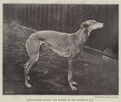 Thoughtless Beauty, vinneren av Waterloo Cup av English Photographer