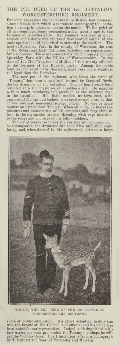 Tommy, Pet Deer fra 4. Bataljon Worcestershire Regiment av English Photographer
