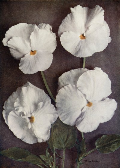 Fioler, Purity, Mrs H Pearce, Mad A Gray og Snowflake (fargebilde) av English Photographer