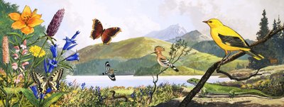 Dyrelivet i Sentral-Europa, illustrasjon fra «Naturens eventyrland» av English Photographer