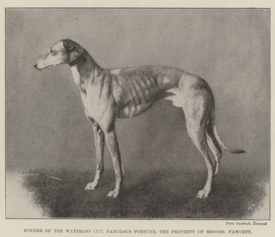 Vinner av Waterloo Cup, Fabulous Fortune, eiendommen til Messers Fawcett av English Photographer