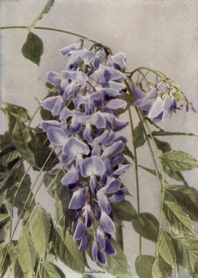 Wistaria Chinensis (fargebilde) av English Photographer