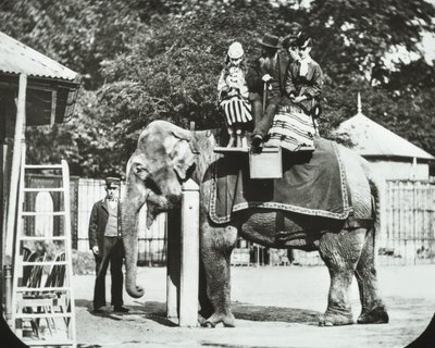 Zoological Gardens, Regents Park: elefant med voksne og barn på tur, London Zoo, 1894 av English Photographer
